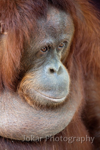 Jogja_Zoo_20091101_040.jpg