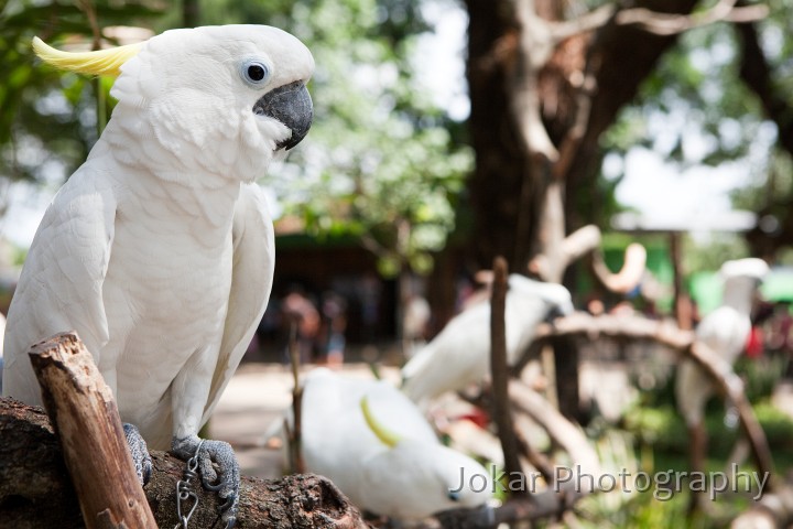 Jogja_Zoo_20091101_048.jpg