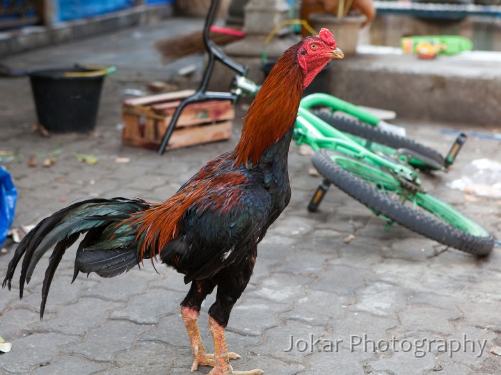 Jogja_Zoo_20091101_085.jpg