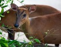 Jogja_Zoo_20091101_031