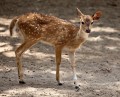 Jogja_Zoo_20091101_036