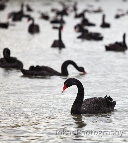 Lake_Burley_Griffin_20091007_007.jpg