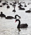 Lake_Burley_Griffin_20091007_007