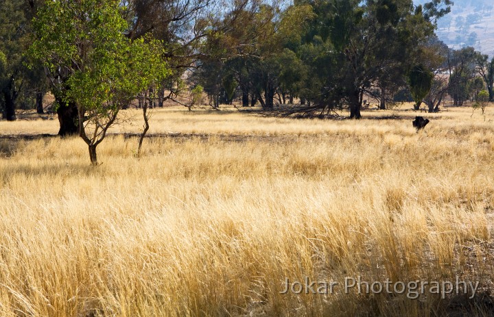 Mt_Tennant_20090329_0048.jpg