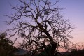 Mt_Tennant_20090329_0002