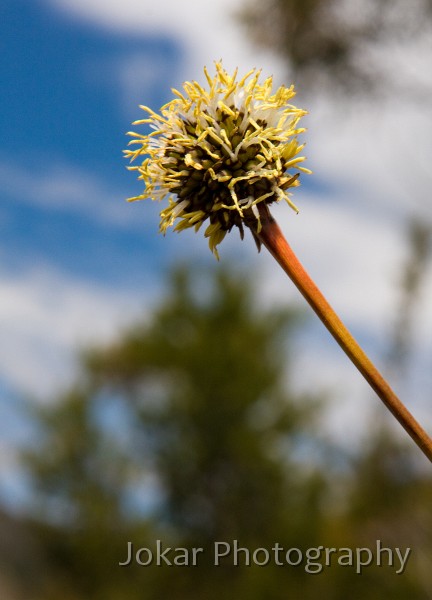 Overland_Track_20090201_006.jpg - Button Grass  (Gymnoschoenus sphaerocephalus) , Dove Lake, Cradle Mountain, Tasmania