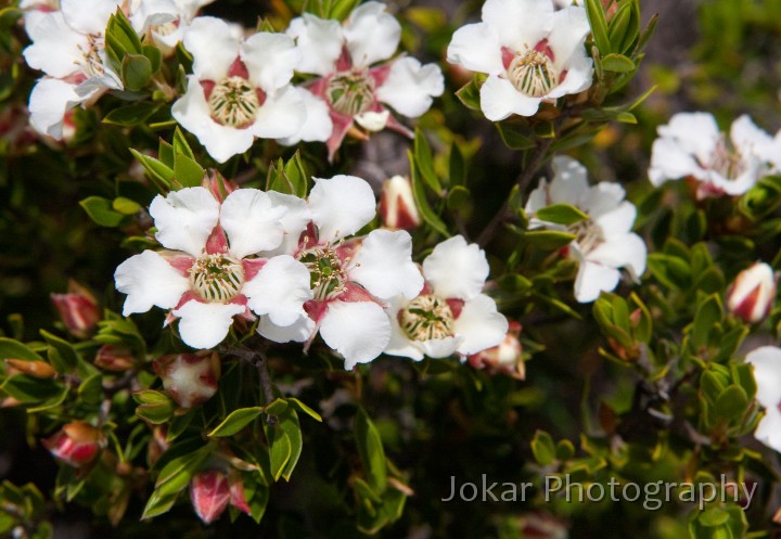 Overland_Track_20090201_007.jpg - Wooly Tea Tree  (Leptospermum lanigerum) , Dove Lake, Cradle Mountain, Tasmania