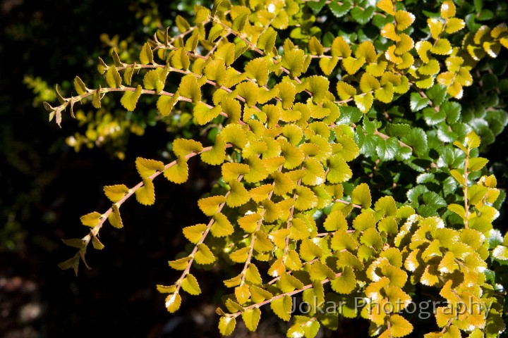 Overland_Track_20090201_049.jpg - Myrtle Beech  (Nothofagus cunninghamii) 