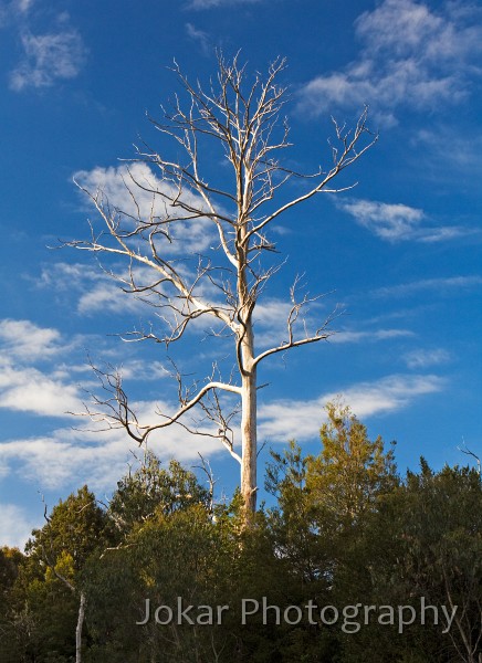 Overland_Track_20090201_058.jpg - Cradle Valley, Tasmania