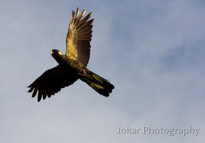 Overland_Track_20090201_065.jpg - Yellow-tailed Black-Cockatoo  (Calyptorhynchus funereus) , Cradle Valley, Tasmania