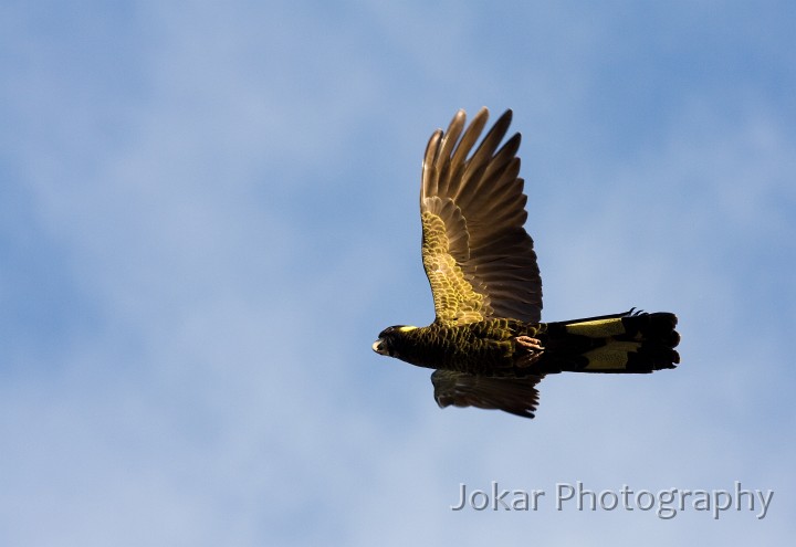 Overland_Track_20090201_066.jpg - Yellow-tailed Black-Cockatoo  (Calyptorhynchus funereus) , Cradle Valley, Tasmania