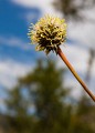 Overland_Track_20090201_006