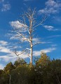 Overland_Track_20090201_058