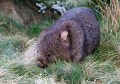 Overland_Track_20090201_077