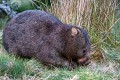 Overland_Track_20090201_078