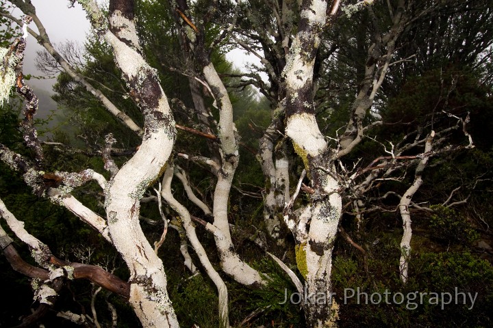 Overland_Track_20090202_099.jpg