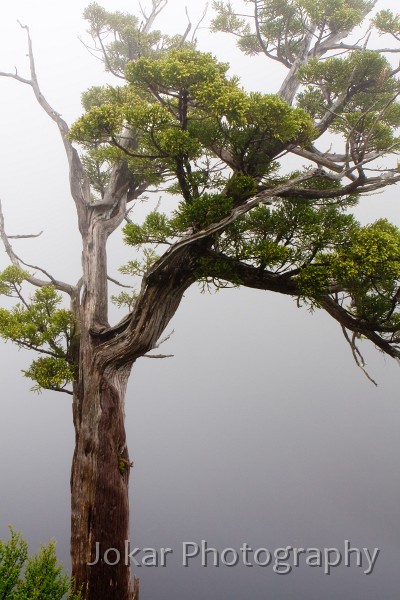 Overland_Track_20090202_101.jpg