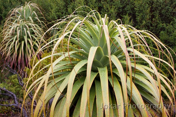 Overland_Track_20090202_109.jpg - Pandani  (Richea pandanifolia) 