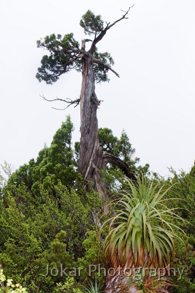 Overland_Track_20090202_110.jpg