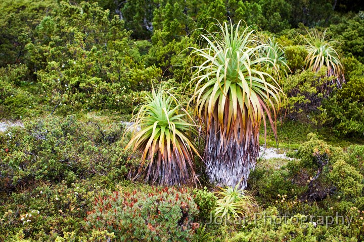 Overland_Track_20090202_125.jpg - Pandani  (Richea pandanifolia) 