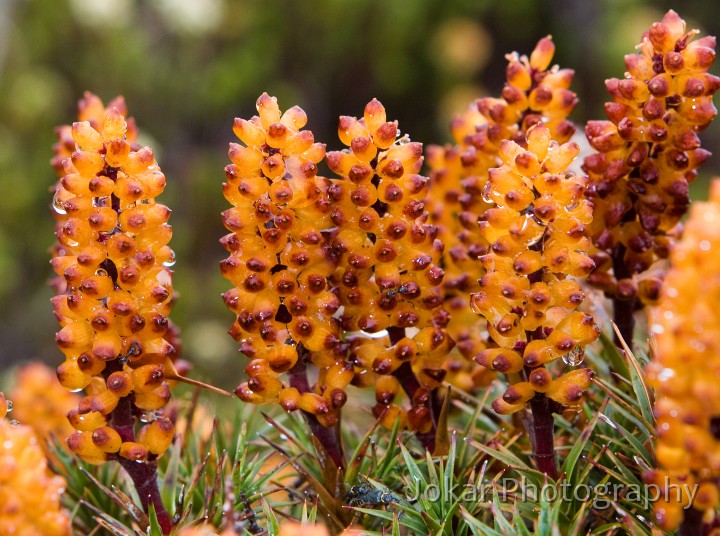 Overland_Track_20090202_131.jpg - Scoparia  (Richea scoparia) 