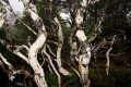 Overland_Track_20090202_099