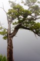 Overland_Track_20090202_101