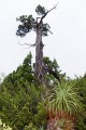 Overland_Track_20090202_110