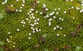 Overland_Track_20090202_128