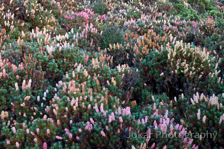 Overland_Track_20090203_152.jpg