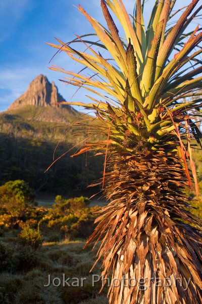 Overland_Track_20090203_157.jpg - Barn Bluff and Pandani  (Richea pandanifolia) , Waterfall Valley, Overland Track, Tasmania