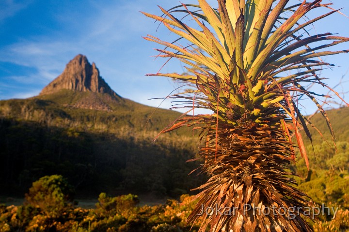 Overland_Track_20090203_158.jpg - Barn Bluff and Pandani  (Richea pandanifolia) , Waterfall Valley, Overland Track, Tasmania