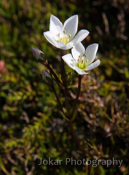 Overland_Track_20090203_176.jpg - Mountain Gentian  (Gentianella diemensis)  near Barn Bluff, Overland Track, Tasmania