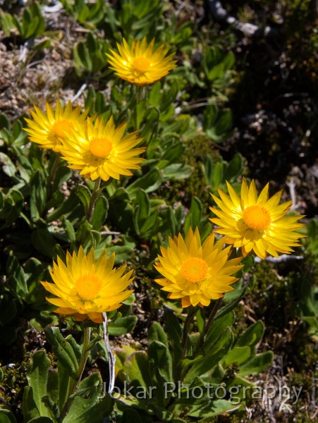 Overland_Track_20090203_179.jpg - Orange Everlasting  (Bracteantha subundulata) , Barn Bluff, Overland Track, Tasmania