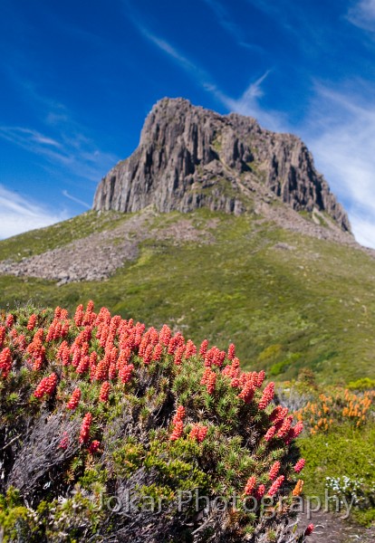 Overland_Track_20090203_185.jpg - Scoparia  (Richea scoparia) , Barn Bluff, Overland Track, Tasmania