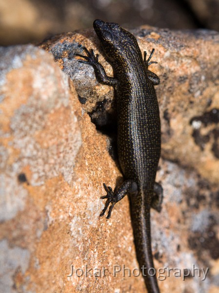 Overland_Track_20090203_193.jpg - Metallic skink(?),  Niveoscincus metallicus , Barn Bluff, Tasmania