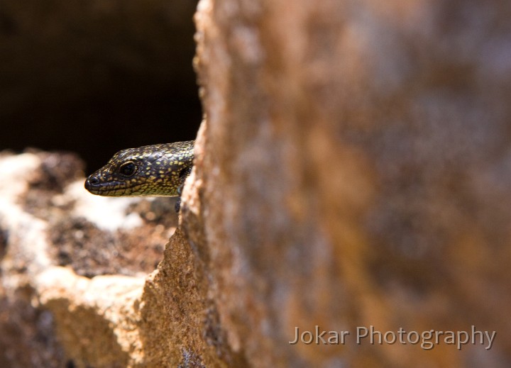 Overland_Track_20090203_195.jpg - Metallic skink(?),  Niveoscincus metallicus , Barn Bluff, Tasmania