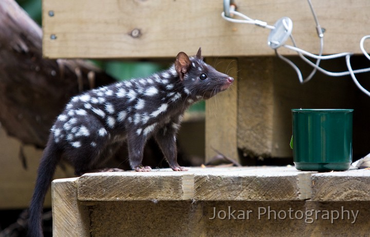 Overland_Track_20090203_206.jpg - Eastern Quoll  (Dasyrus viverrinus) , Waterfall Valley, Tasmania