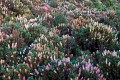 Overland_Track_20090203_152