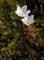 Overland_Track_20090203_176