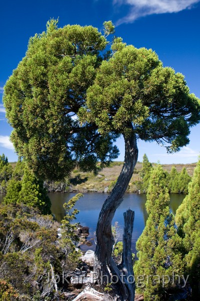 Overland_Track_20090204_220.jpg