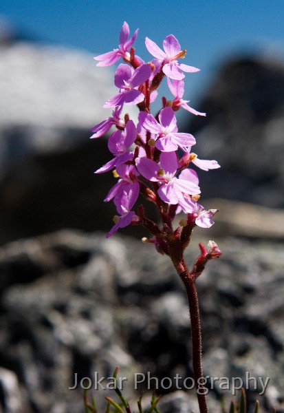 Overland_Track_20090204_241.jpg - Narrowleaf Triggerplant  (Stylidium graminifolium) 