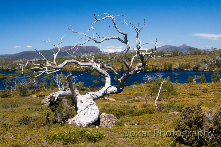 Overland_Track_20090204_247.jpg