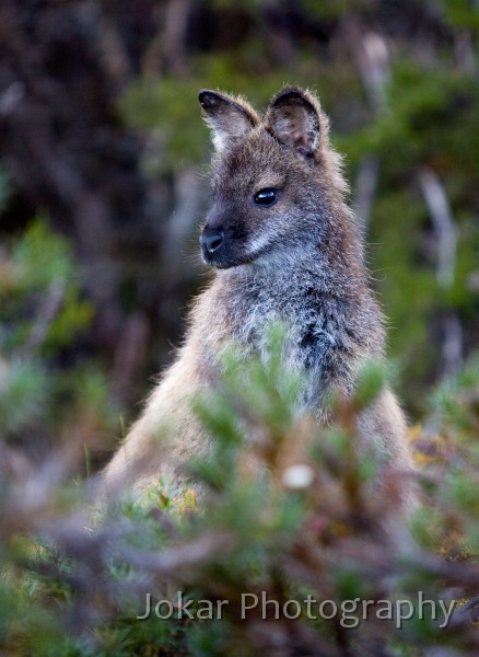 Overland_Track_20090204_271.jpg - Bennett's Wallaby(?),  Macropus rufogriseus , Windermere Hut, Tasmania