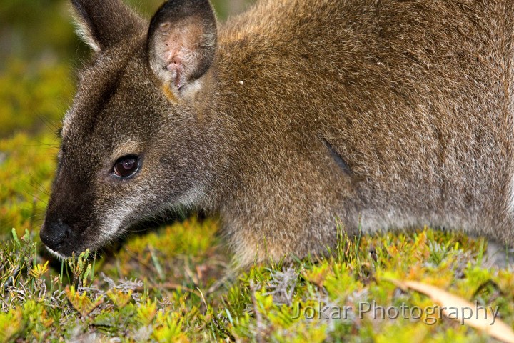 Overland_Track_20090204_291.jpg - Rufous-bellied Pademelon(?),  Thylogale billardierii , Windermere Hut, Tasmania