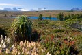 Overland_Track_20090204_215