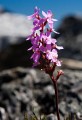 Overland_Track_20090204_241