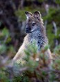 Overland_Track_20090204_271