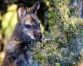 Overland_Track_20090205_314