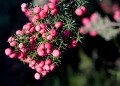 Overland_Track_20090205_332